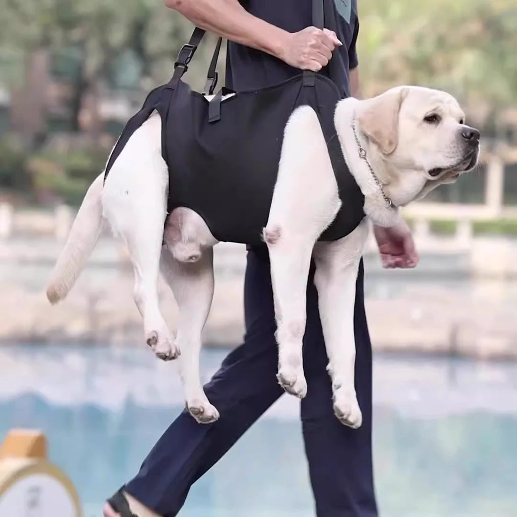 Dog-Assisted Rehabilitation Exercises for Elderly Disabled Dogs, Take You Upstairs and Help with Carrying Pet Backpacks