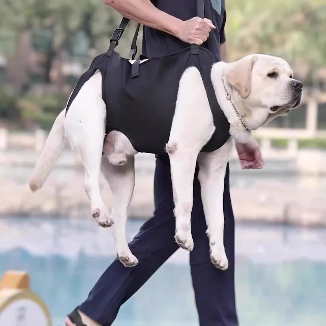 Dog-Assisted Rehabilitation Exercises for Elderly Disabled Dogs, Take You Upstairs and Help with Carrying Pet Backpacks