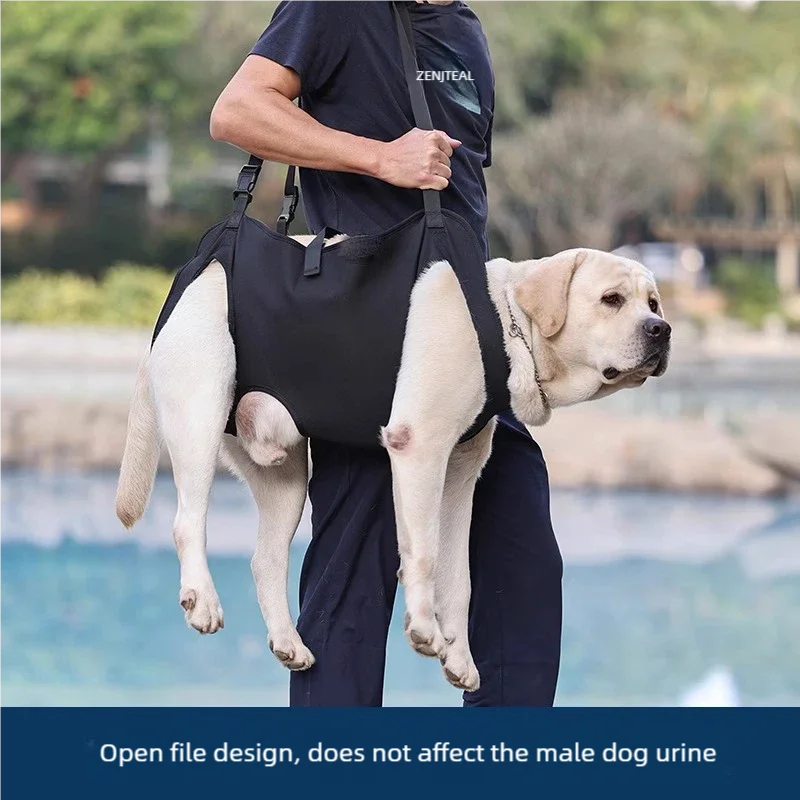 Dog-Assisted Rehabilitation Exercises for Elderly Disabled Dogs, Take You Upstairs and Help with Carrying Pet Backpacks