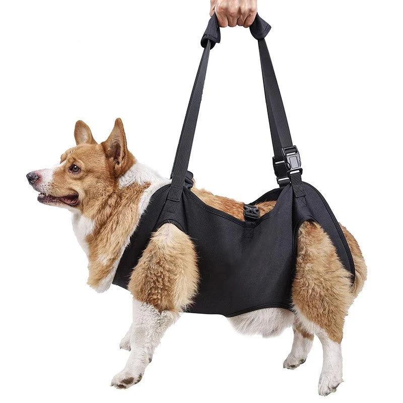 Dog-Assisted Rehabilitation Exercises for Elderly Disabled Dogs, Take You Upstairs and Help with Carrying Pet Backpacks