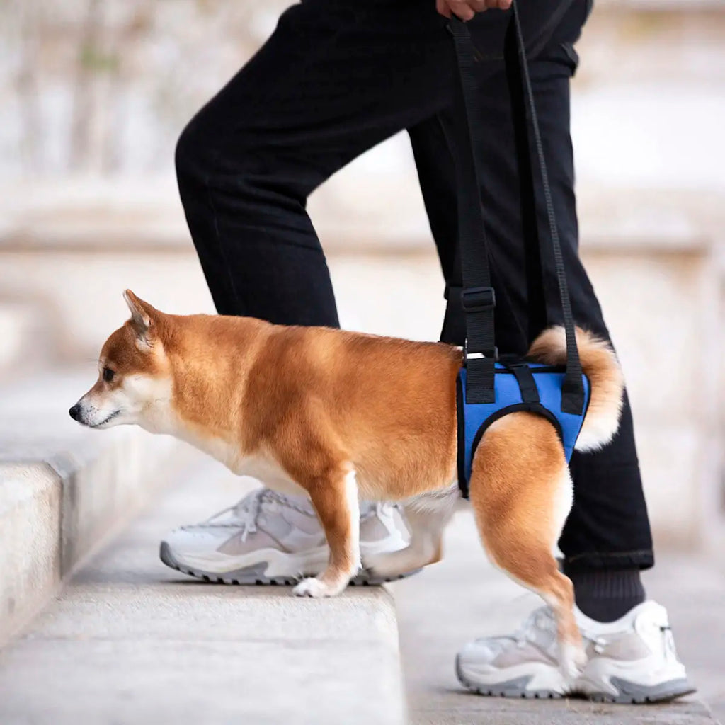 Senior Dog Rear Leg Support Harness for Weakness & Disability Adjustable Pet Mobility Aid Hind Leg Rehabilitation
