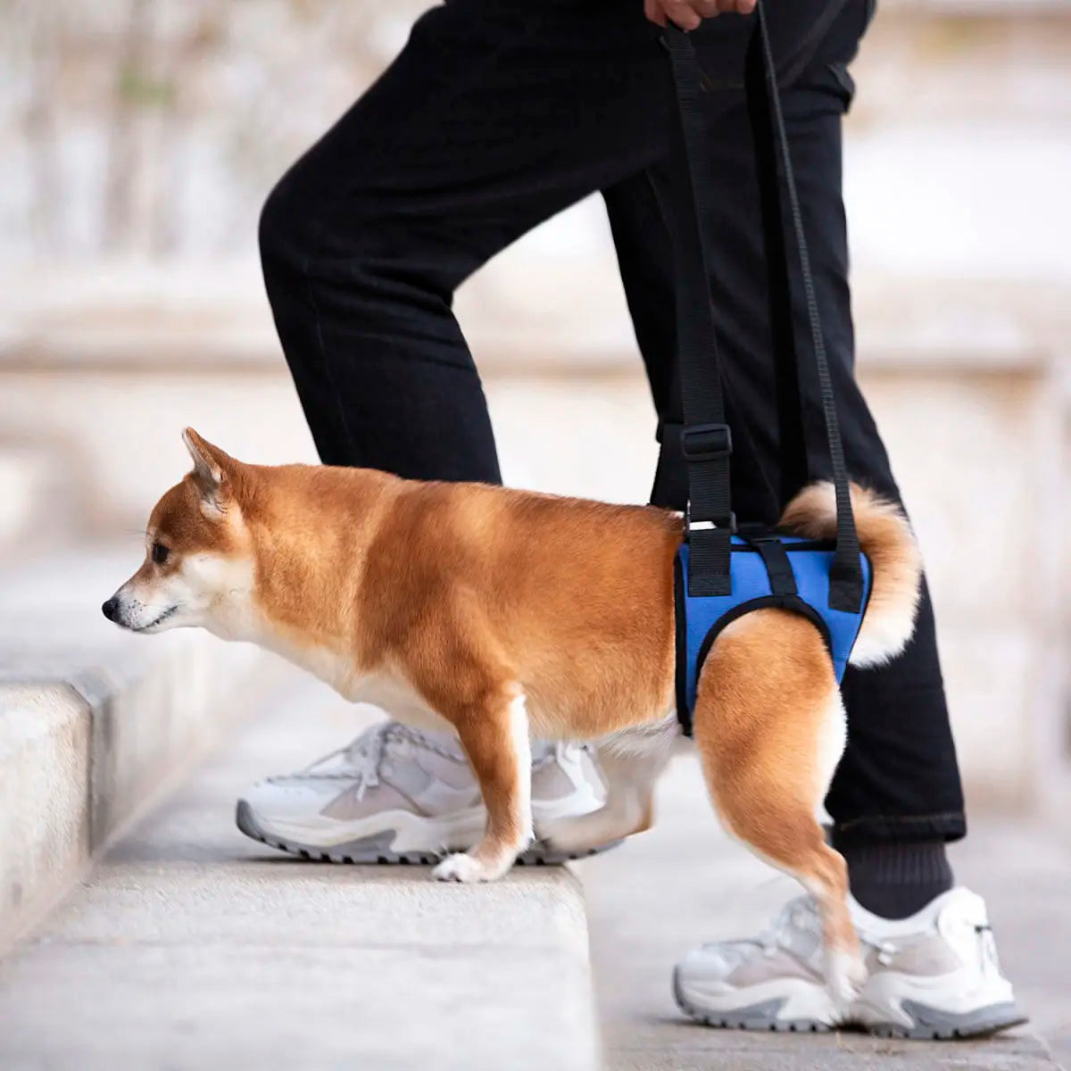 Senior Dog Rear Leg Support Harness for Weakness & Disability Adjustable Pet Mobility Aid Hind Leg Rehabilitation