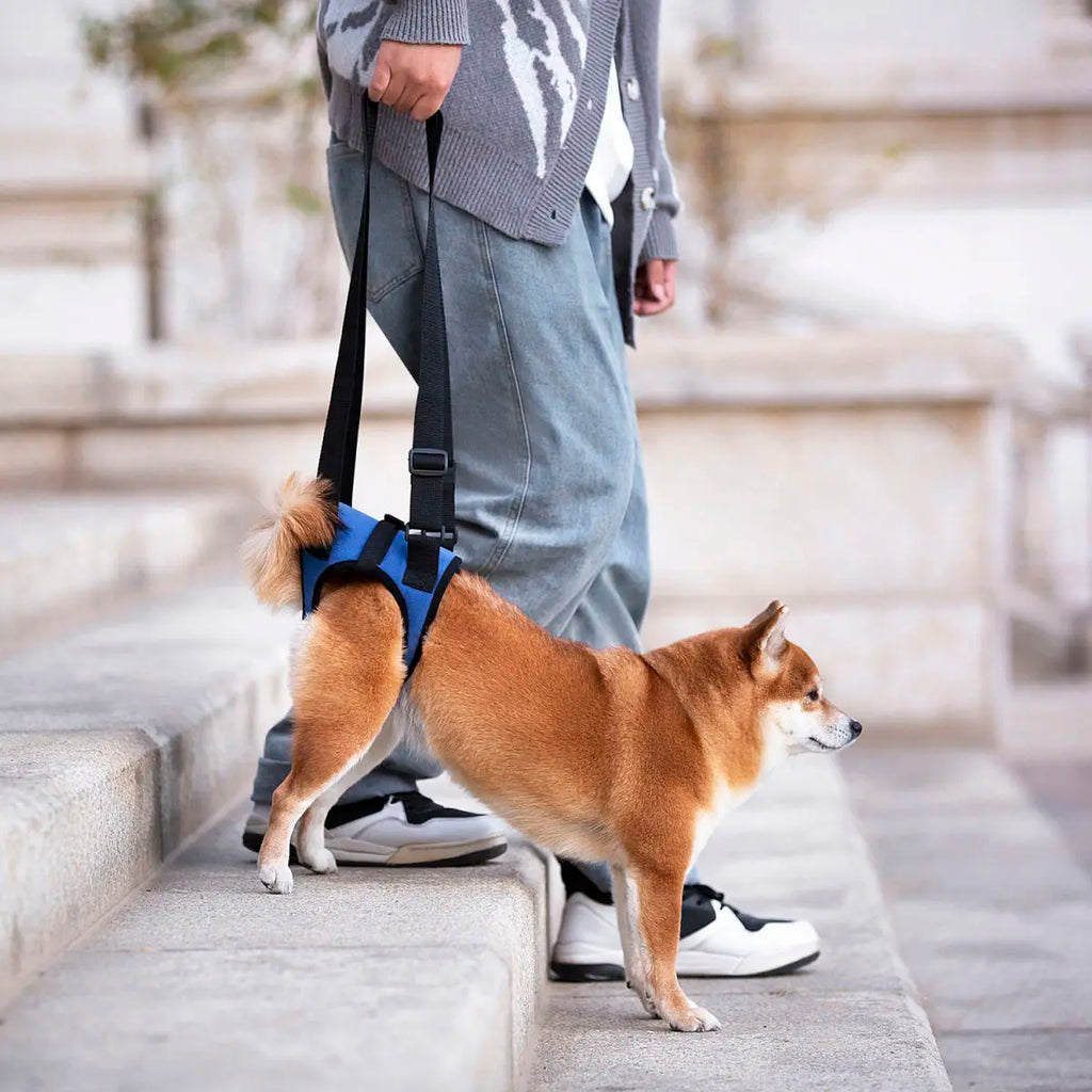 Senior Dog Rear Leg Support Harness for Weakness & Disability Adjustable Pet Mobility Aid Hind Leg Rehabilitation