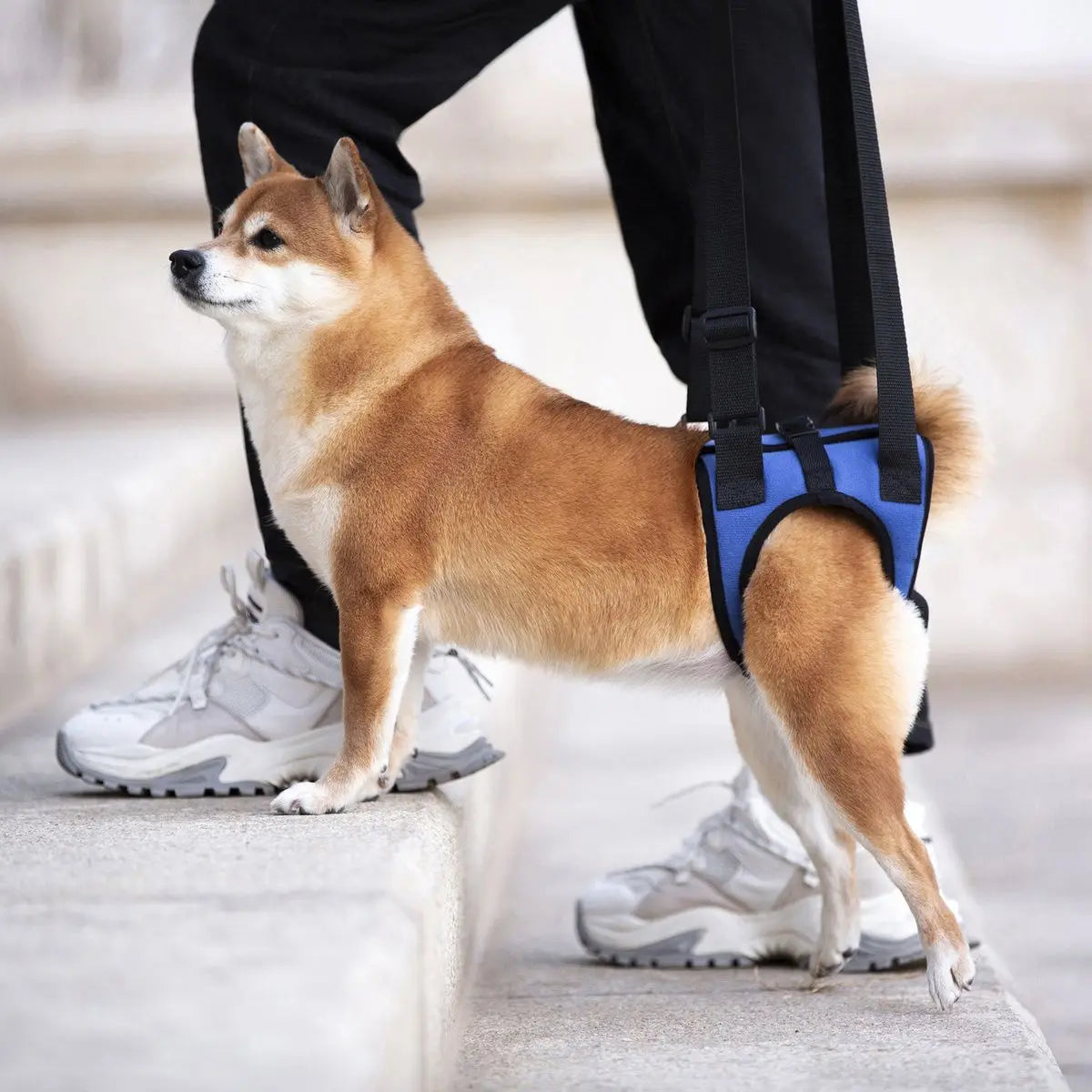 Senior Dog Rear Leg Support Harness for Weakness & Disability Adjustable Pet Mobility Aid Hind Leg Rehabilitation