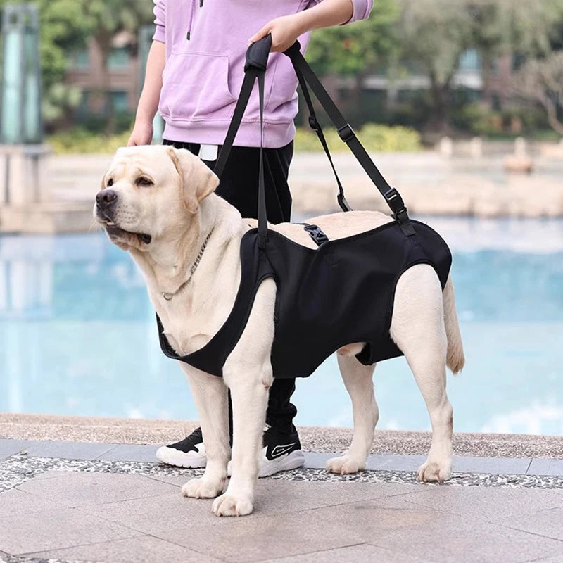 Dog-Assisted Rehabilitation Exercises for Elderly Disabled Dogs, Take You Upstairs and Help with Carrying Pet Backpacks