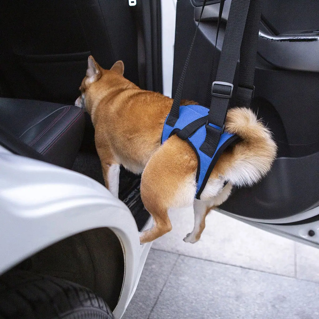 Senior Dog Rear Leg Support Harness for Weakness & Disability Adjustable Pet Mobility Aid Hind Leg Rehabilitation