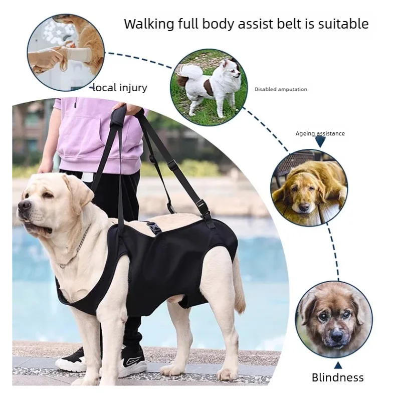 Dog-Assisted Rehabilitation Exercises for Elderly Disabled Dogs, Take You Upstairs and Help with Carrying Pet Backpacks