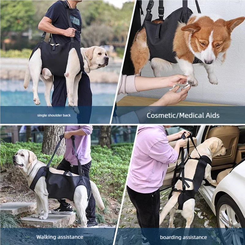 Dog-Assisted Rehabilitation Exercises for Elderly Disabled Dogs, Take You Upstairs and Help with Carrying Pet Backpacks