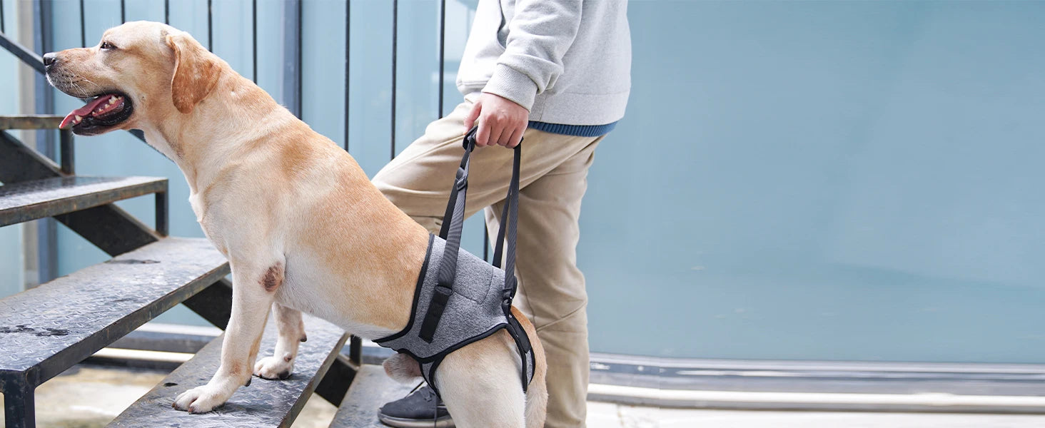 Dog Sling for Dogs Hind Leg Support to Help Rehabilitate The Hind Limbs of Elderly Dogs Weak Hind Legs Disabilities and Injuries