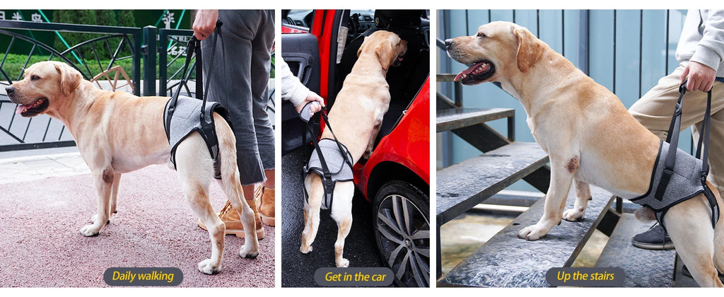 Dog Sling for Dogs Hind Leg Support to Help Rehabilitate The Hind Limbs of Elderly Dogs Weak Hind Legs Disabilities and Injuries